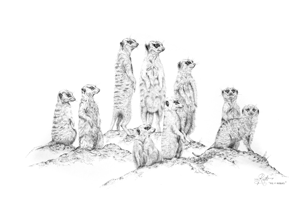 Mob of Meerkats - Sense of Belonging (Original)