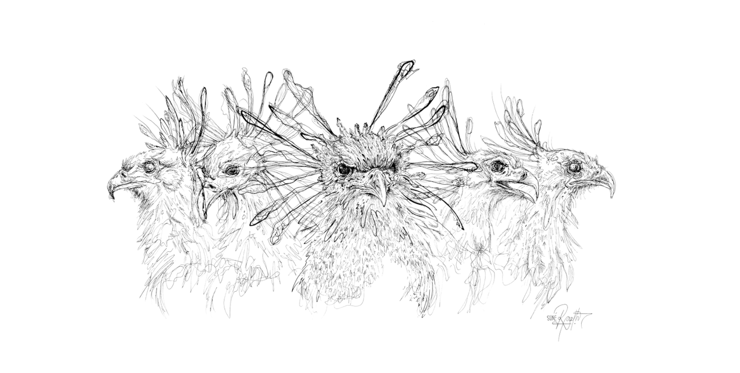 Secretarybird - Focused Power (Original)