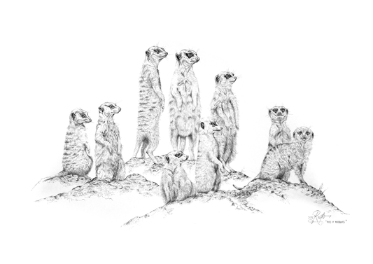 Mob of Meerkats - Sense of Belonging