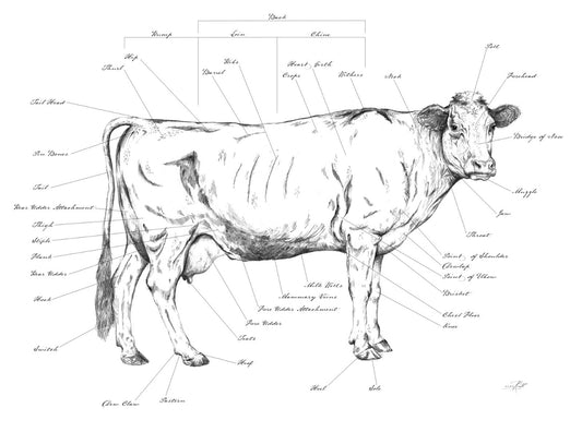 Cow Anatomy - Commission