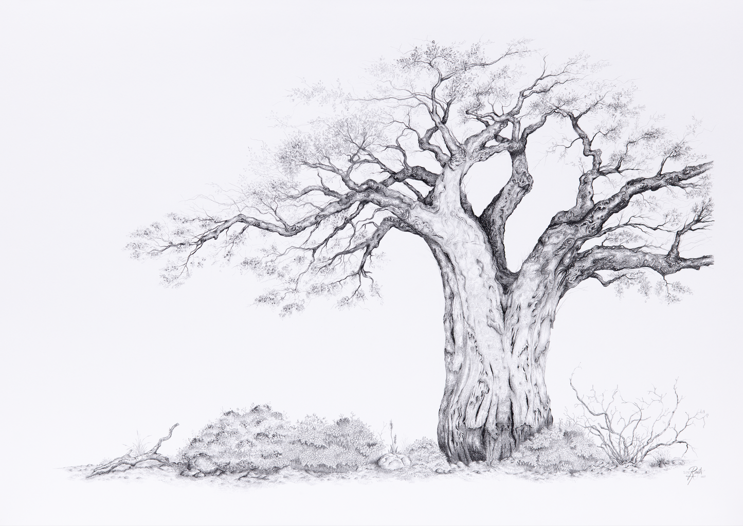 The Baobab - Commission