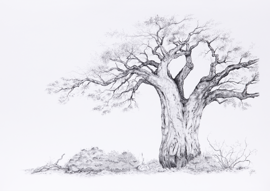 The Baobab - Commission